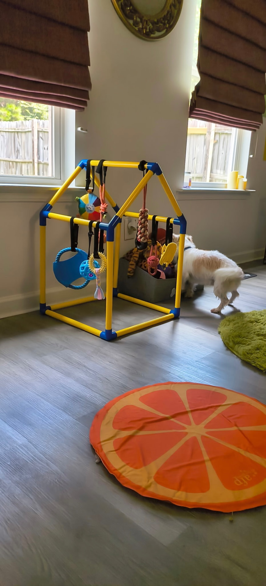 A small dog enjoying the yellow play gym in the playroom