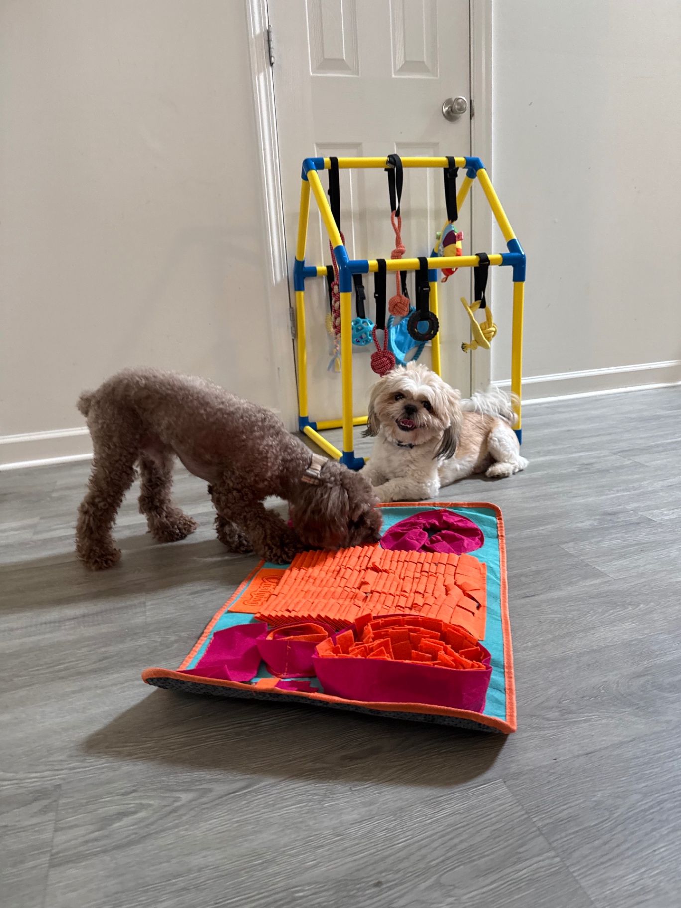 Two small dogs working a snuffle mat during enrichment time