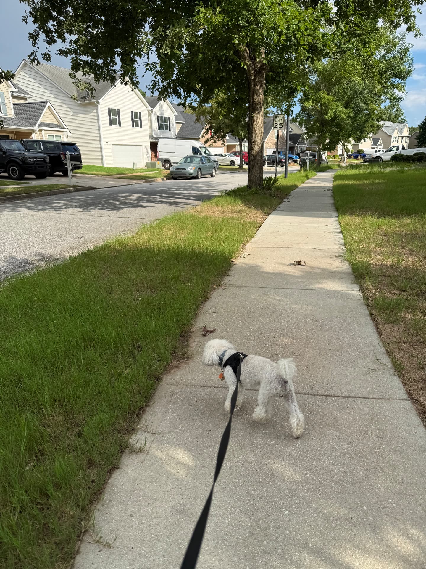 A small white dog on a neighborhood walk