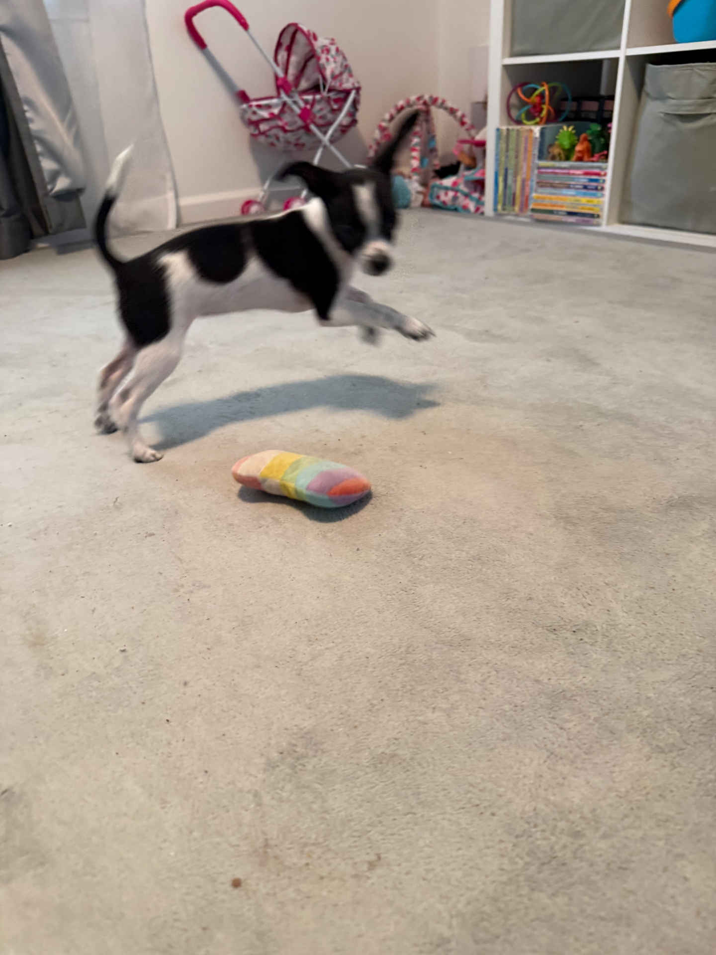 A black and white dog leaping toward a rainbow plush toy