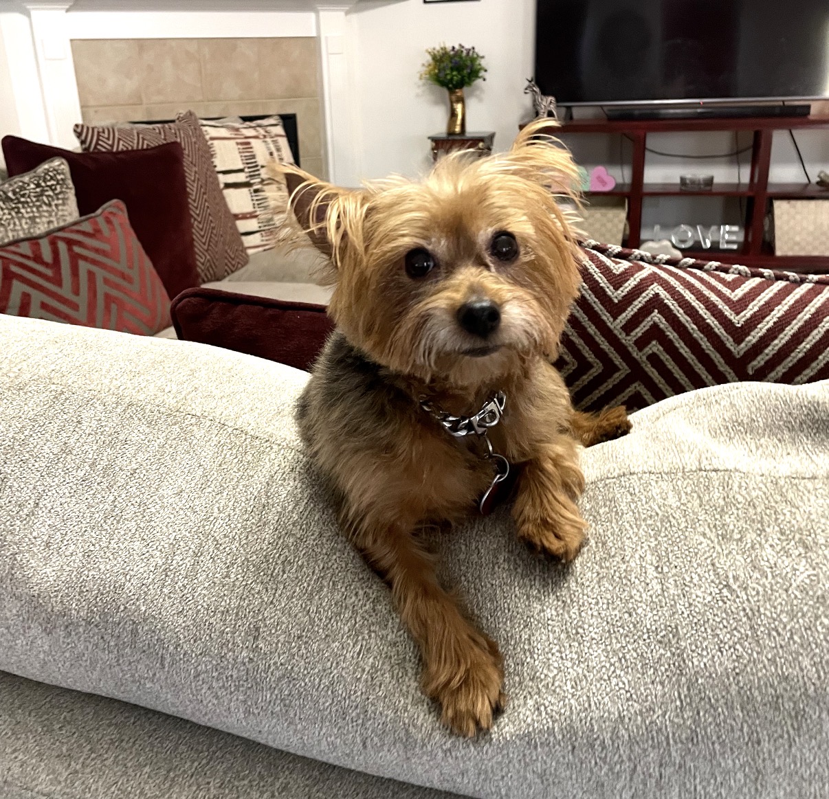 A Yorkie resting on the back of the sofa in the living room