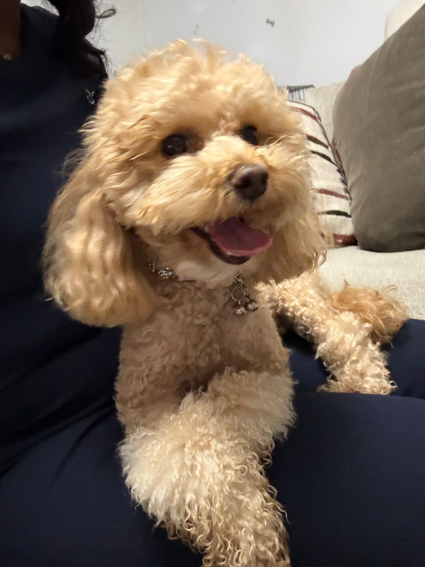 Close-up portrait of a fluffy small dog
