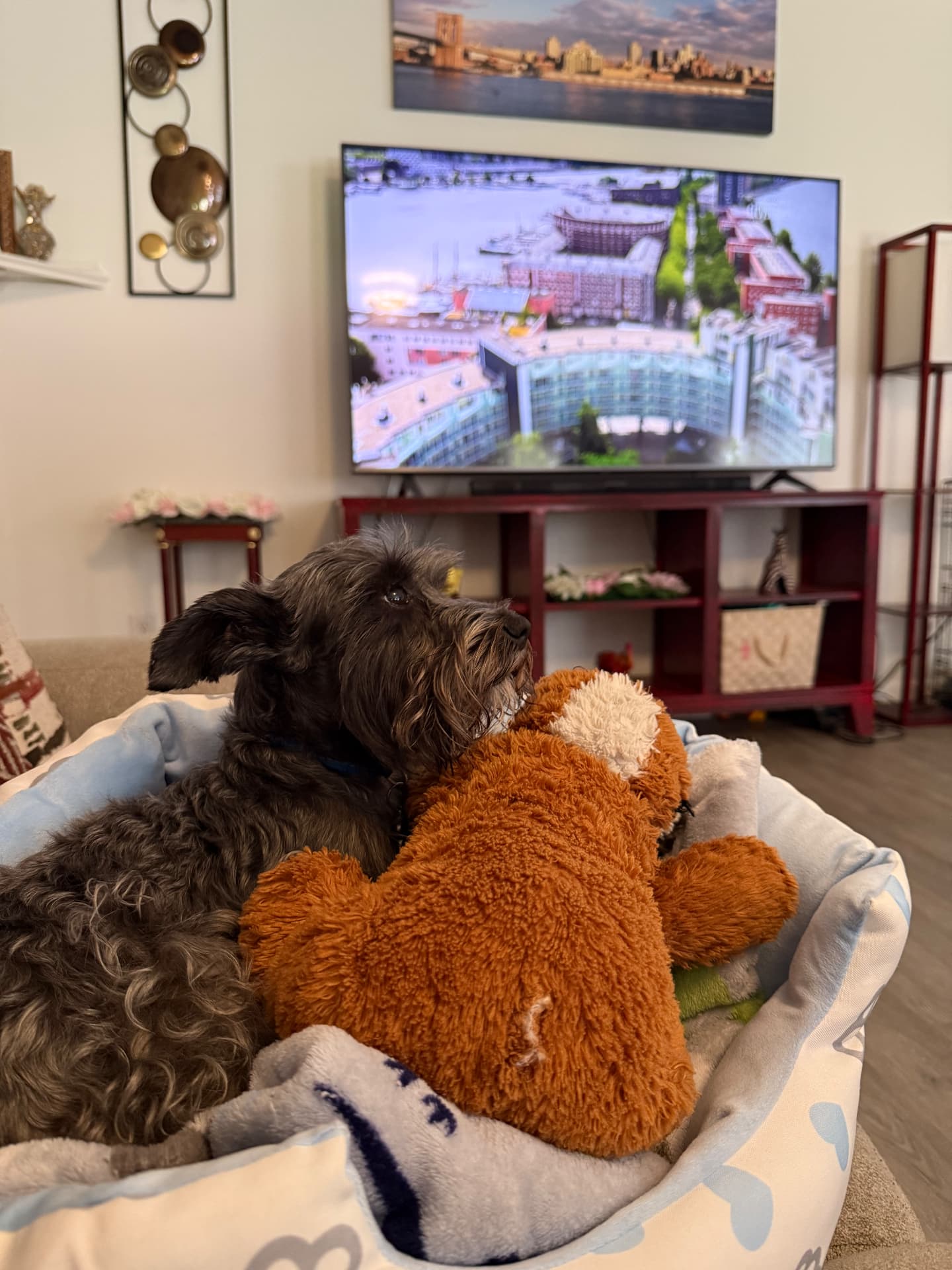 A schnauzer relaxing in a bed watching a movie