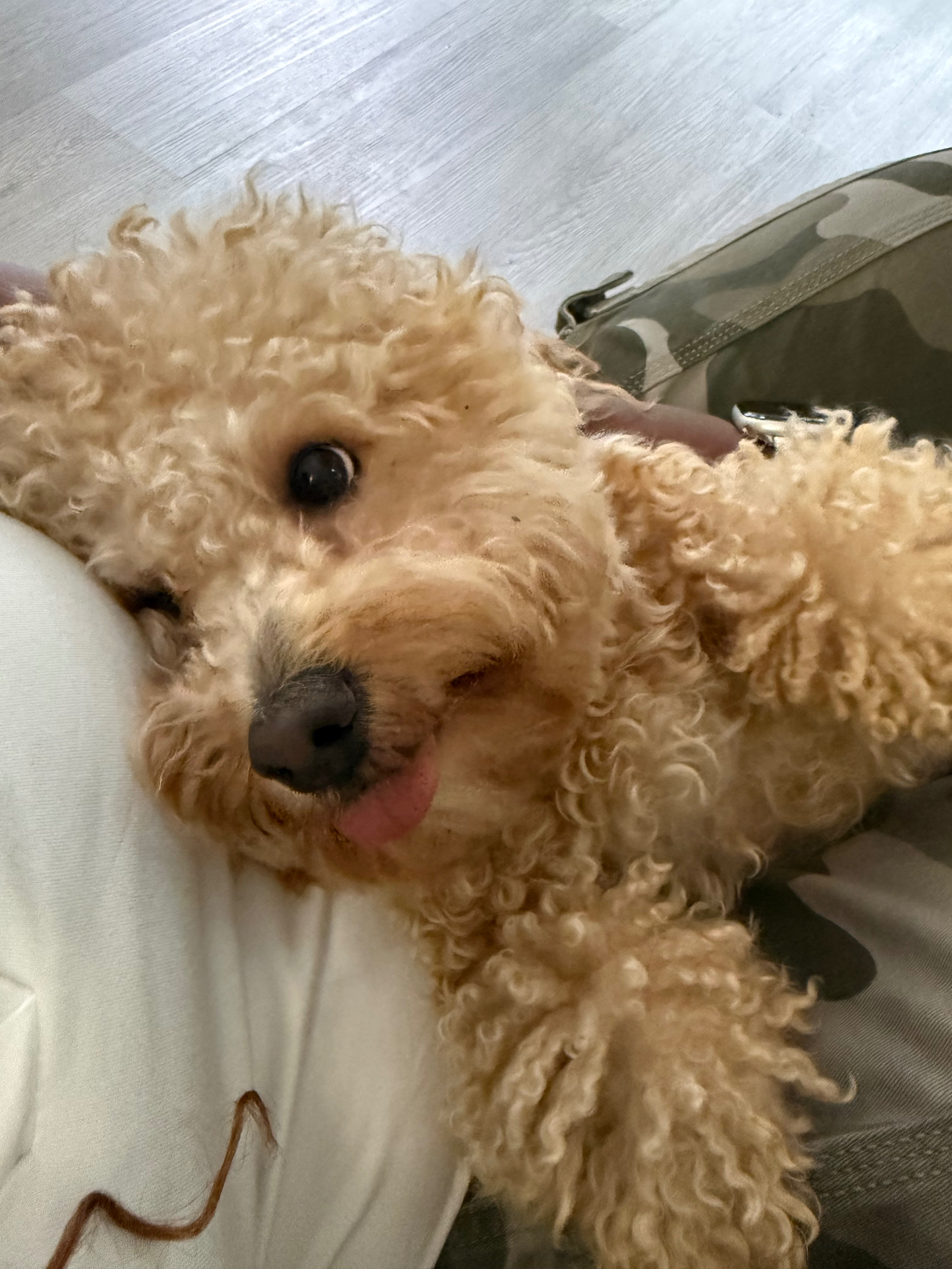 A fluffy small dog looking fresh and happy after a bath