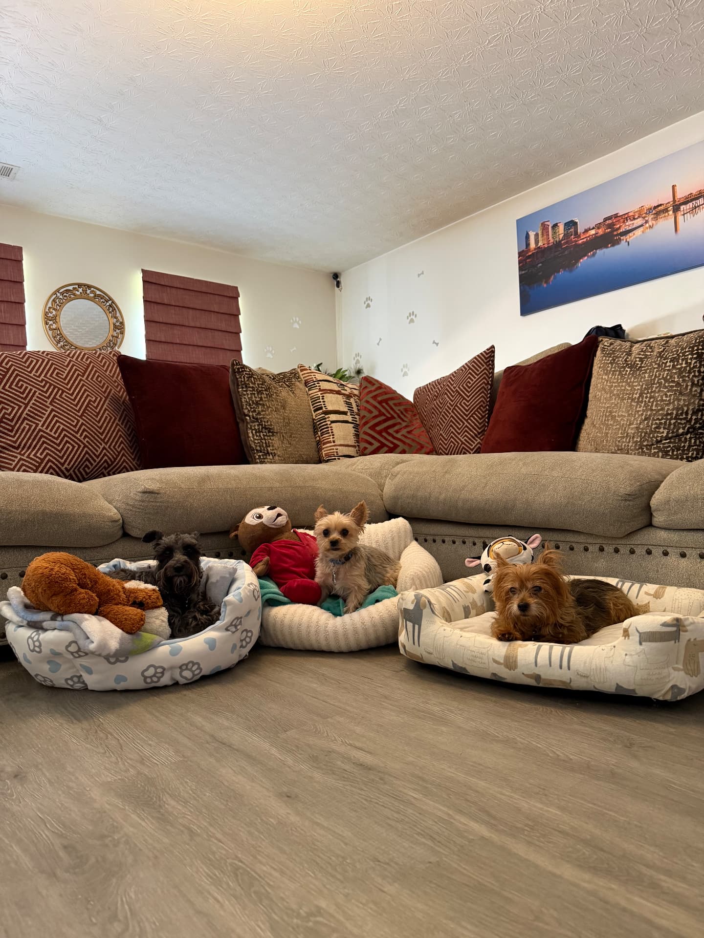 Three small dogs settled into their own plush beds near the sofa