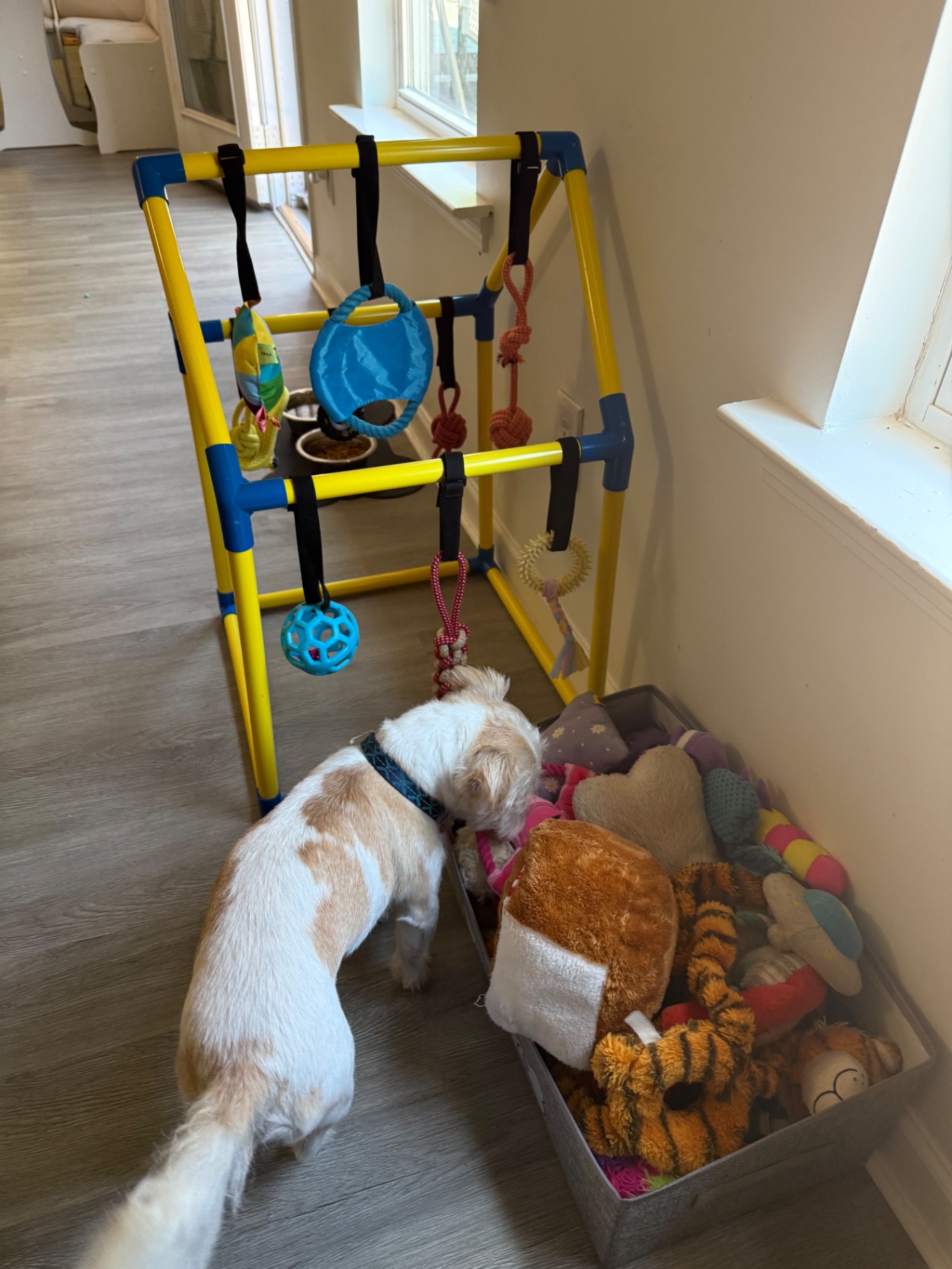 A small dog exploring the toy bin beside the play gym