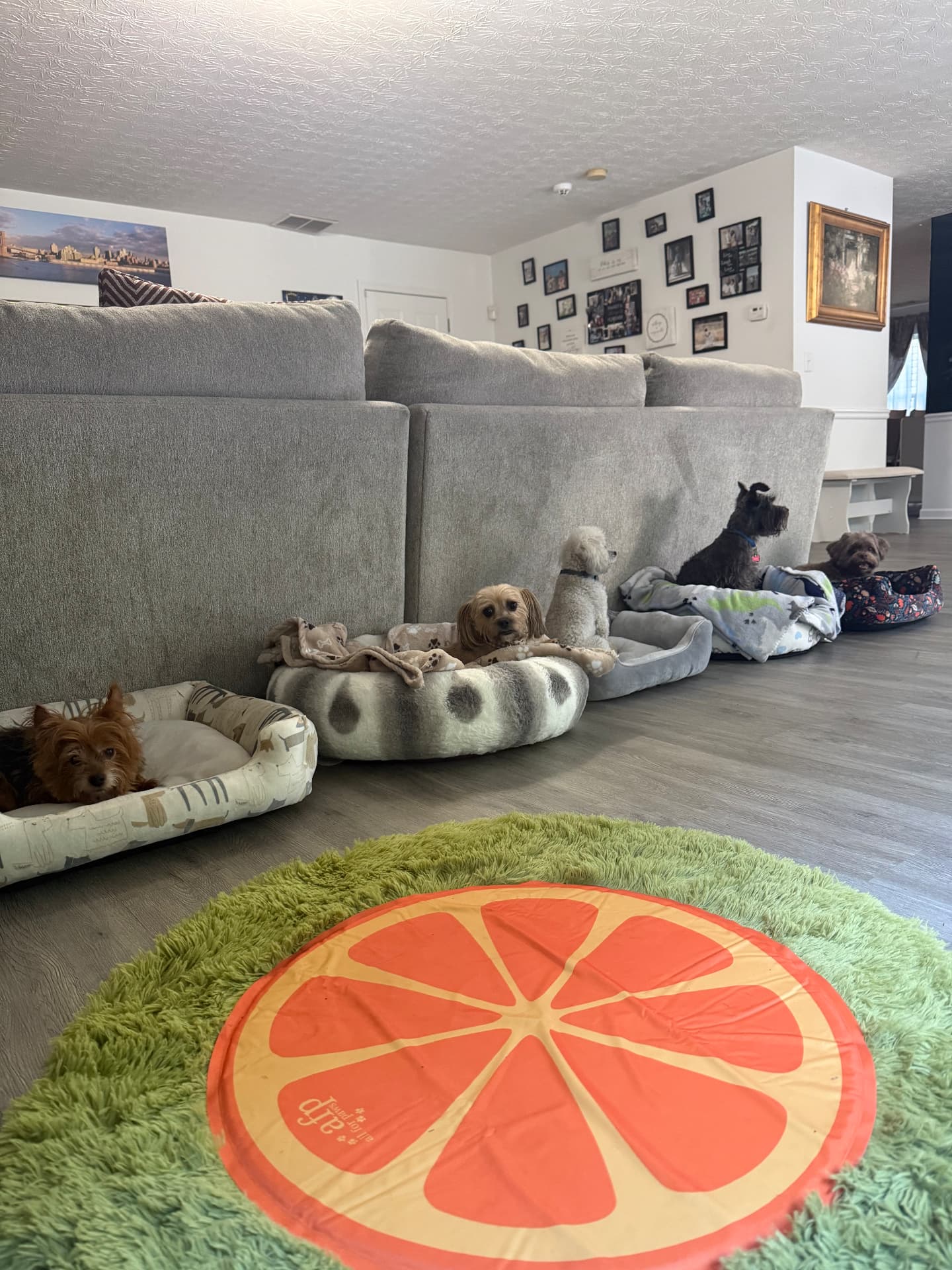 Small dogs resting peacefully in their beds behind the sofa