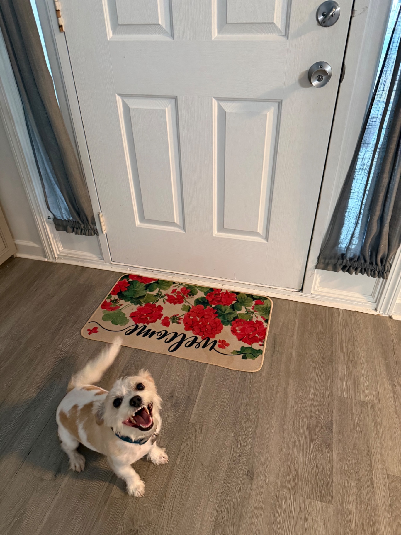 A small dog smiling by the welcome mat at the front door
