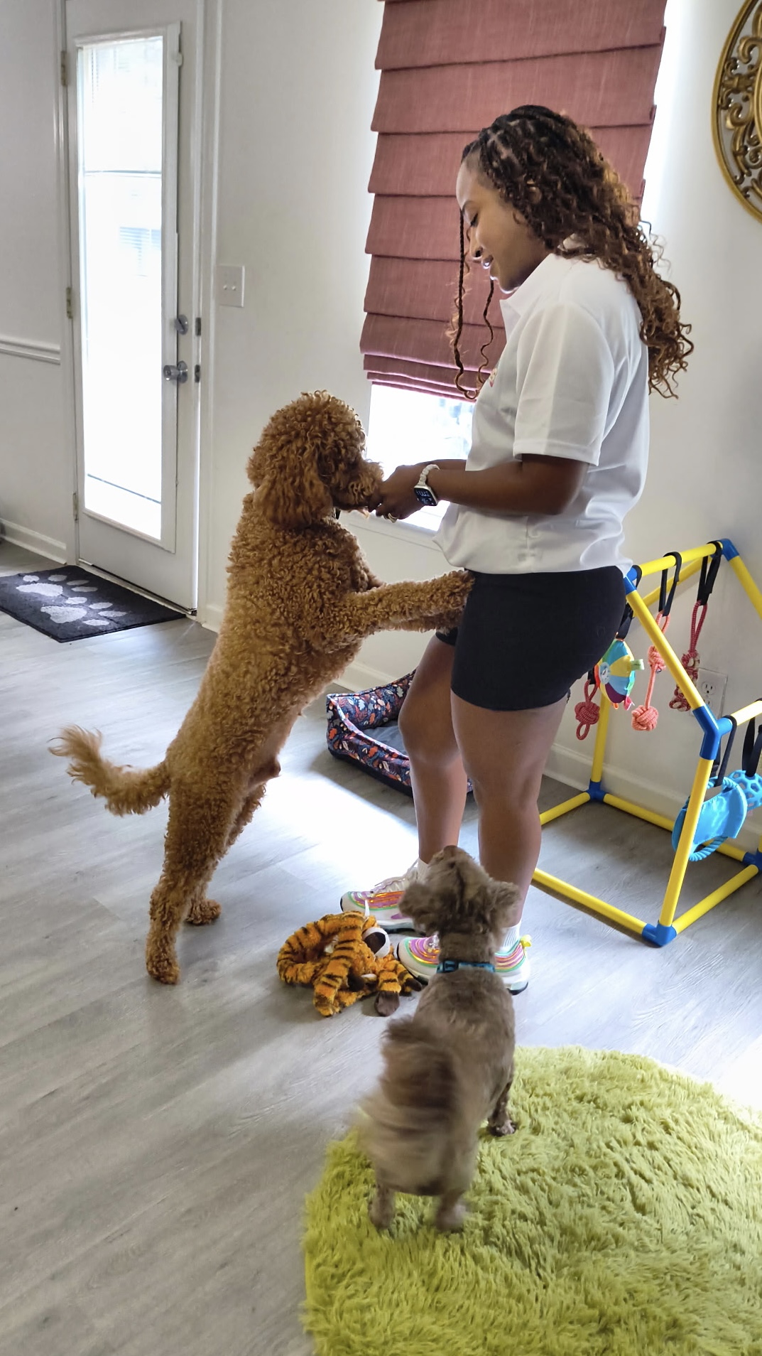 Daphne playing with a poodle standing up on its hind legs in the playroom