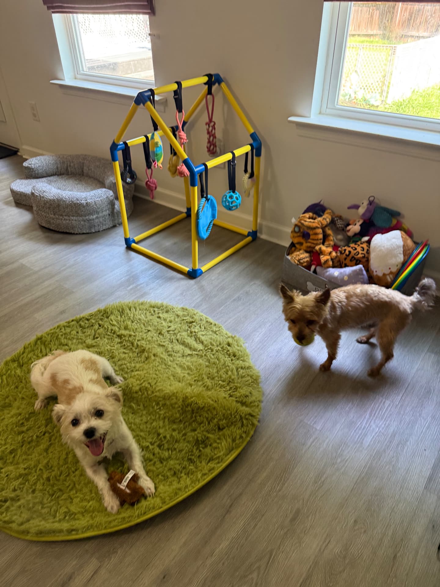 Two small dogs playing in the toy-filled playroom