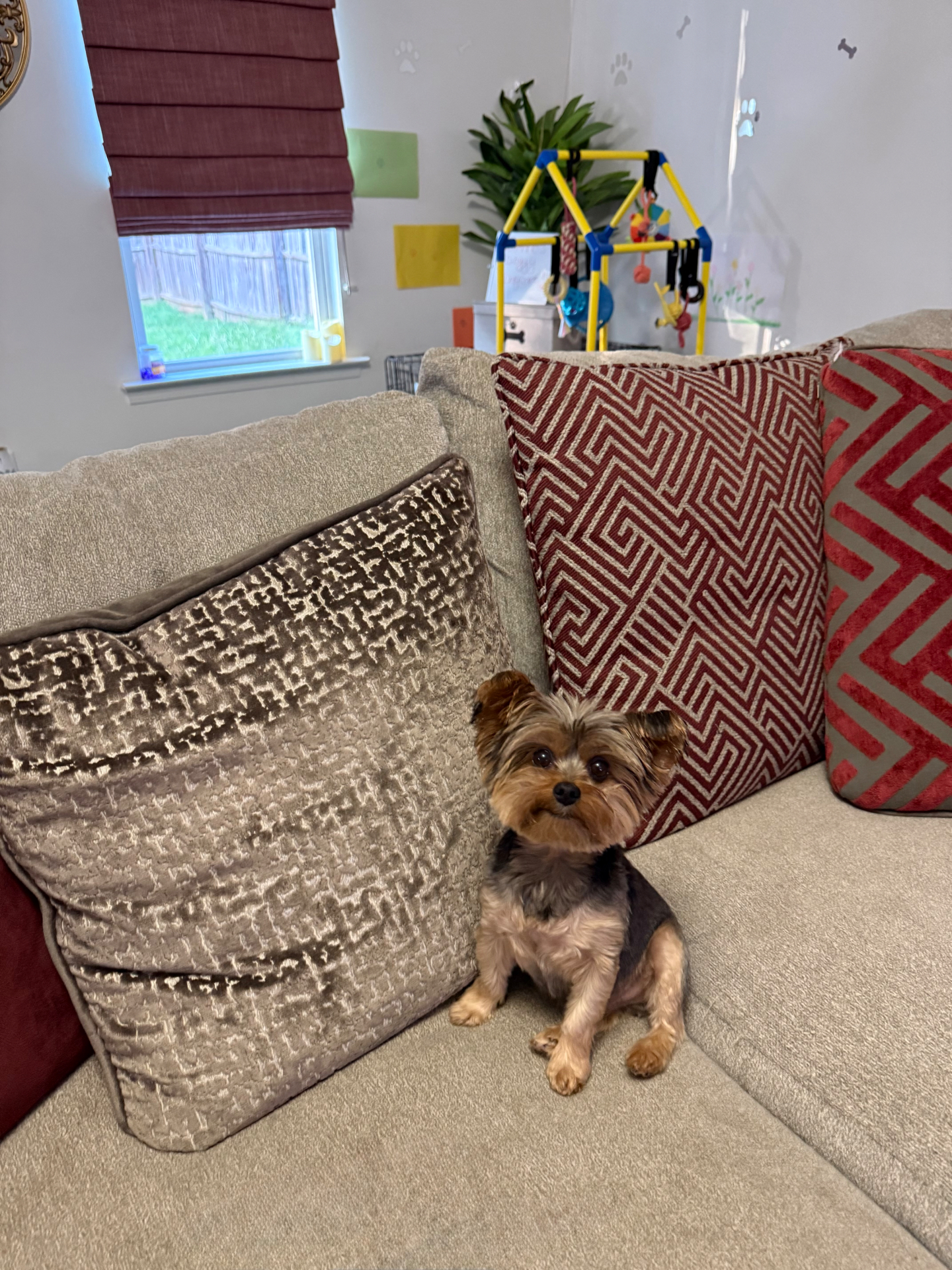 A Yorkie sitting between plush cushions on the sofa by the playroom window