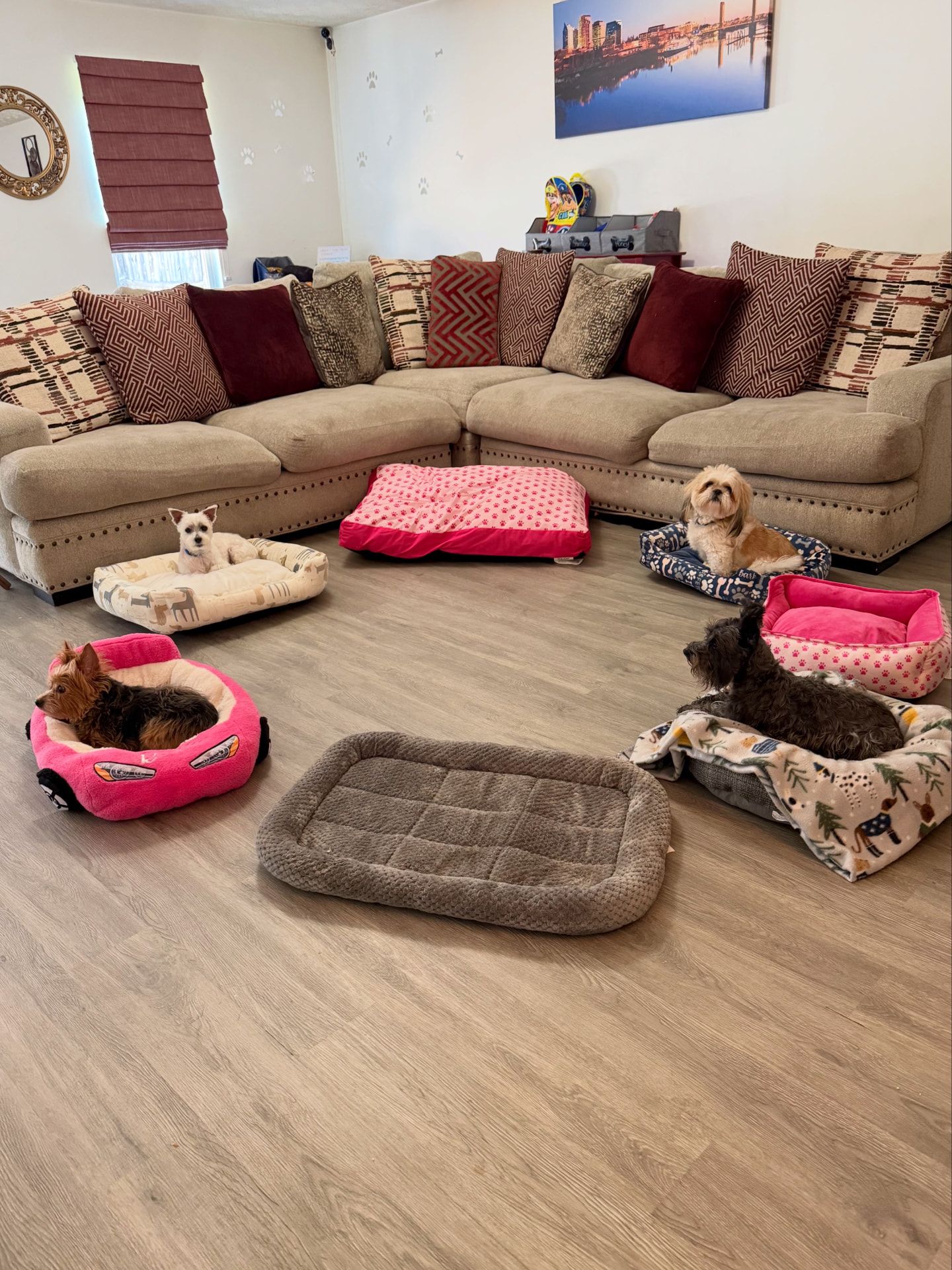 Four small dogs resting in their own beds in the living room
