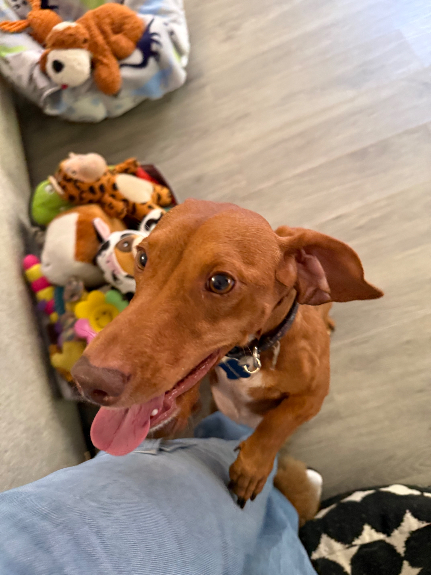 A happy dog leaning on a lap beside the toy bin