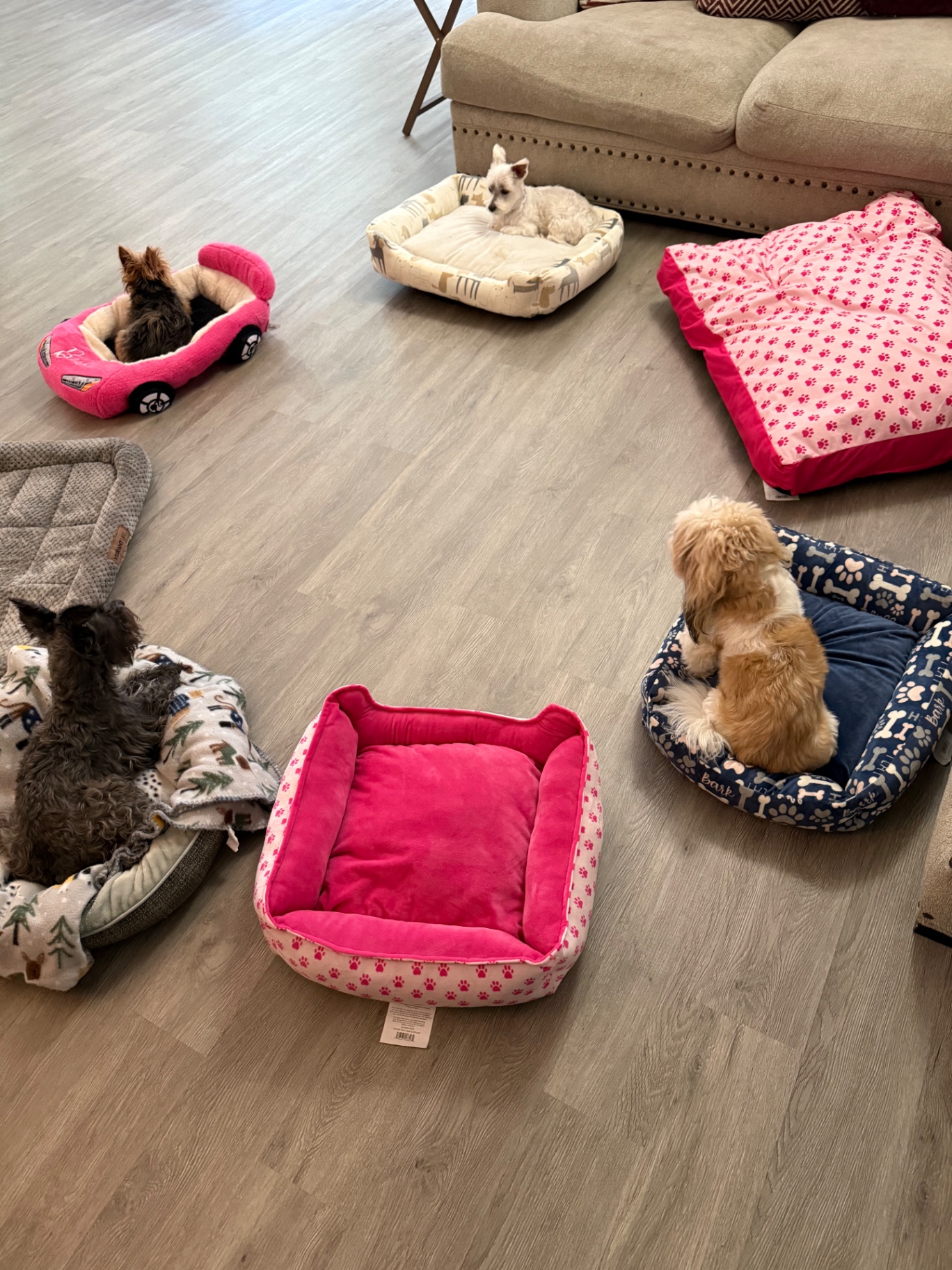 Five small dogs settled into their own beds in the living room