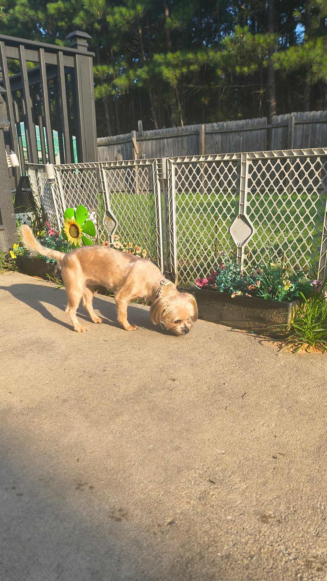 A small dog exploring the fenced yard during outdoor time