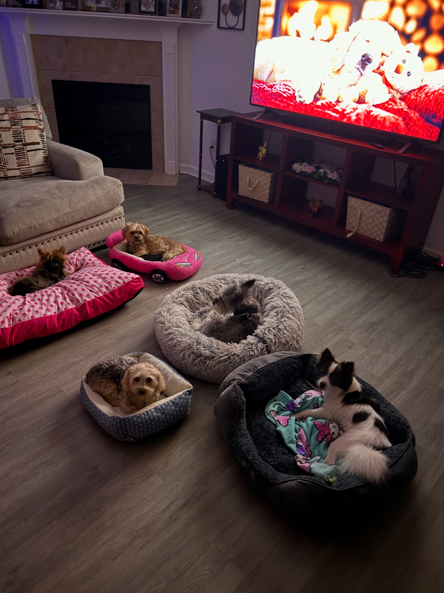 Small dogs settled into beds watching a movie in the evening